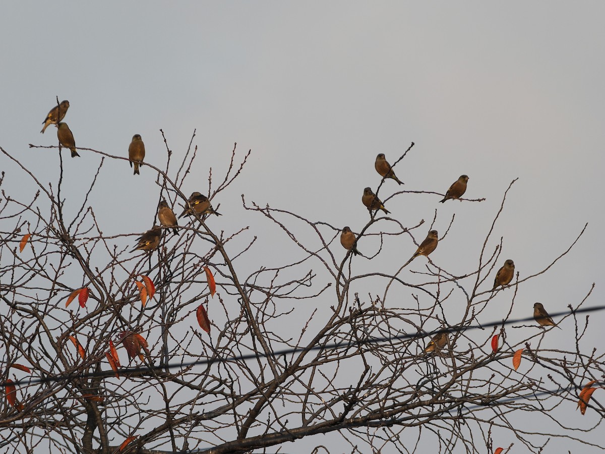 金翅雀 - ML646211596