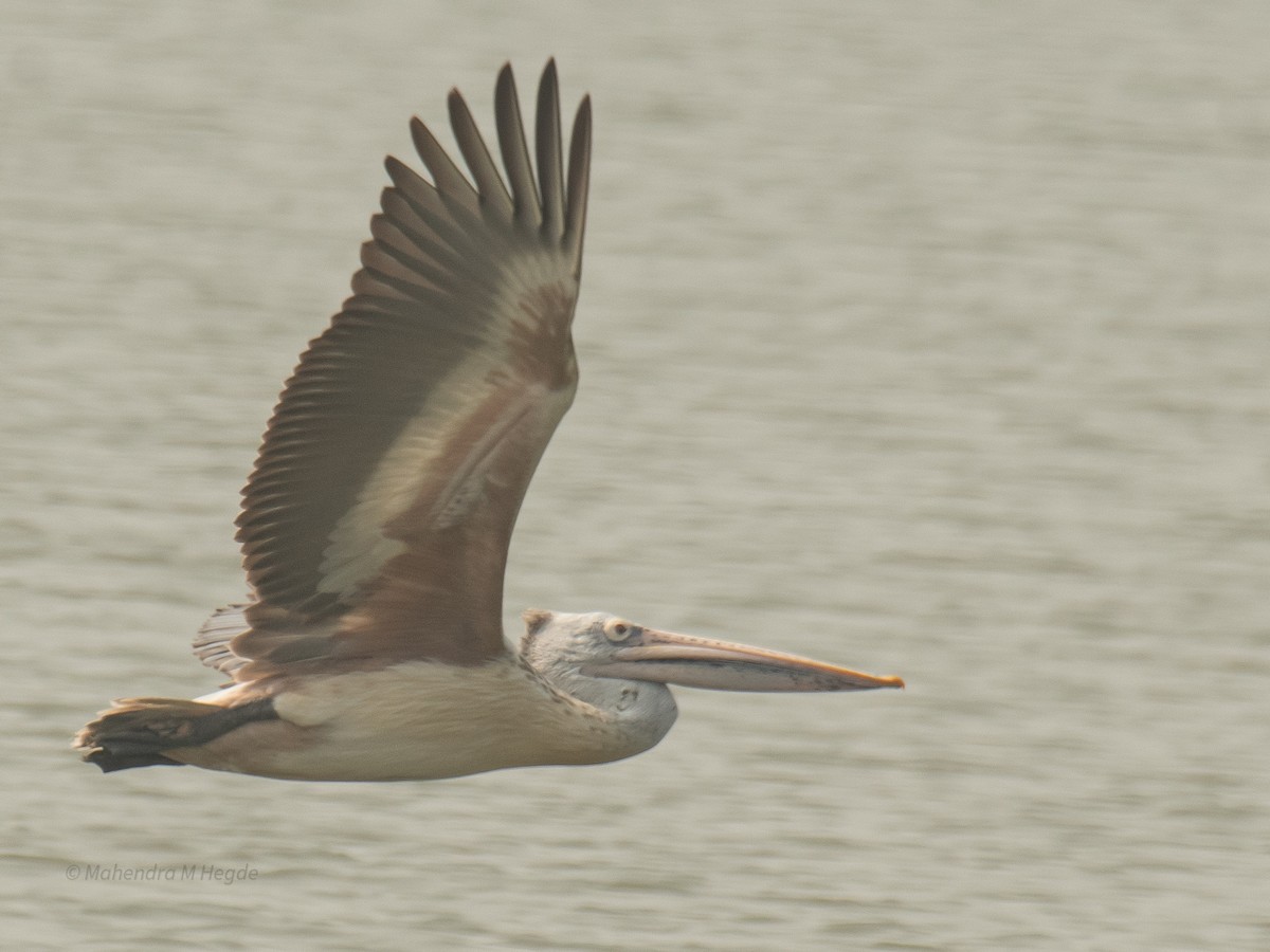 Spot-billed Pelican - ML646211597