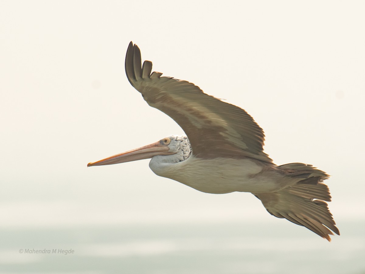 Spot-billed Pelican - ML646211598