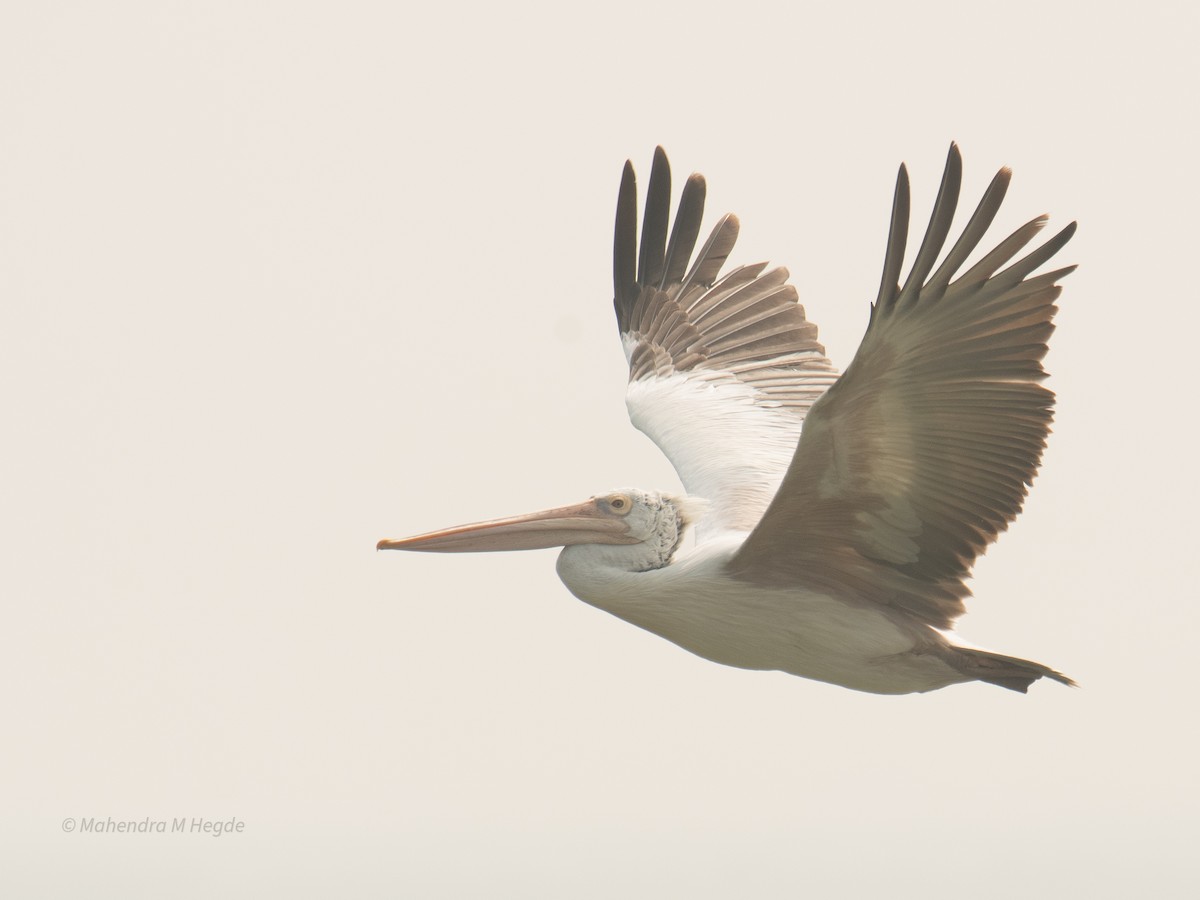 Spot-billed Pelican - ML646211599