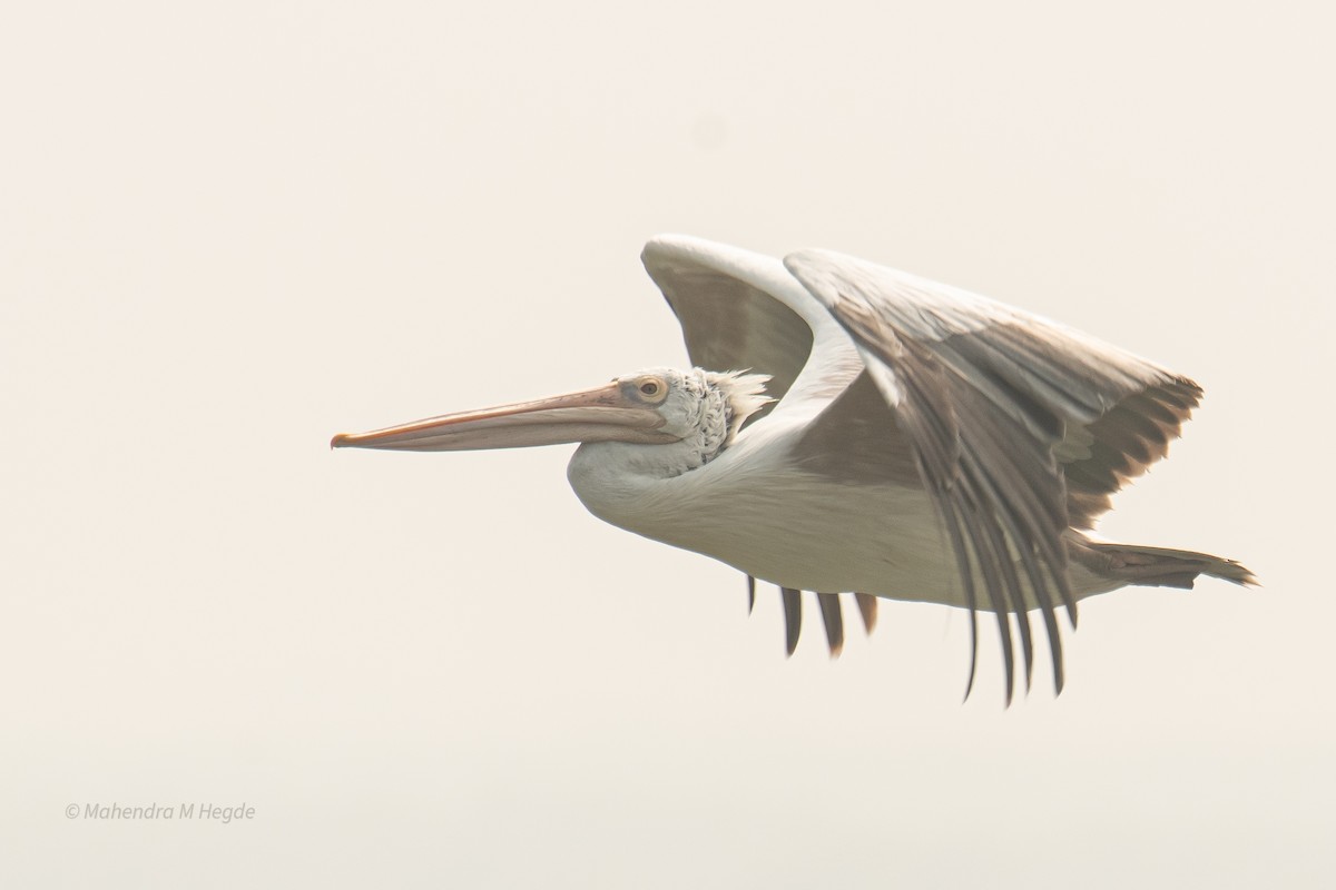 Spot-billed Pelican - ML646211600