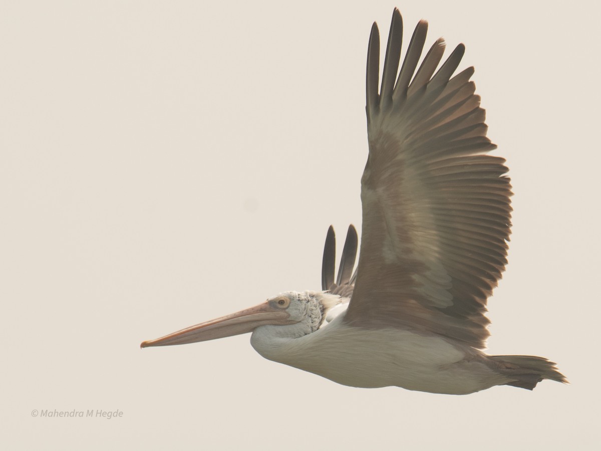 Spot-billed Pelican - ML646211601