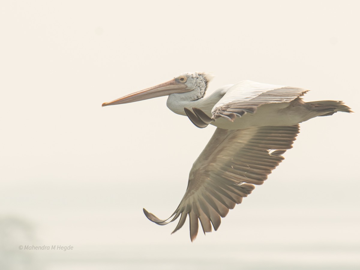 Spot-billed Pelican - ML646211602