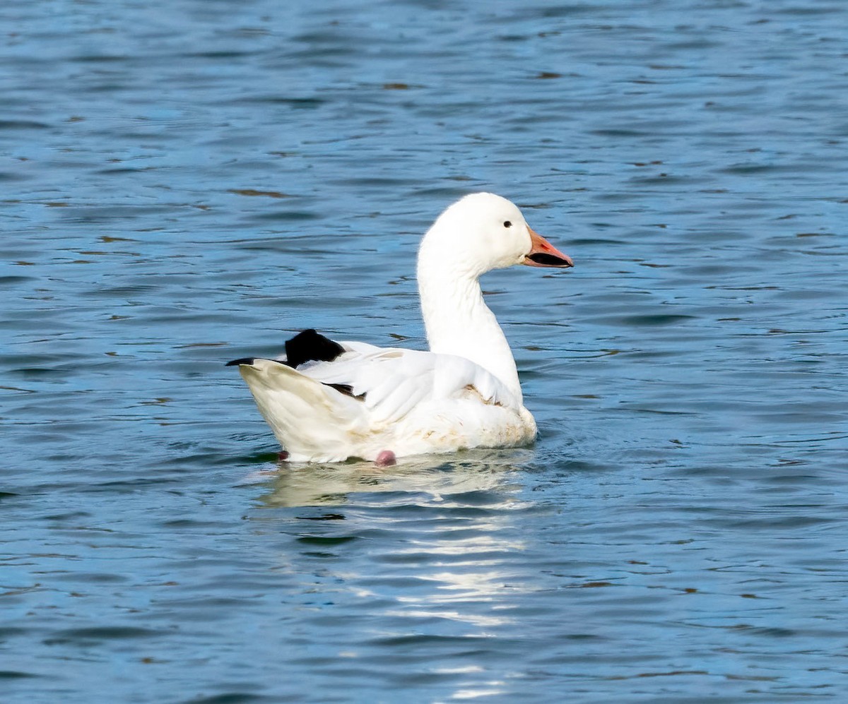 Snow Goose - ML646211612