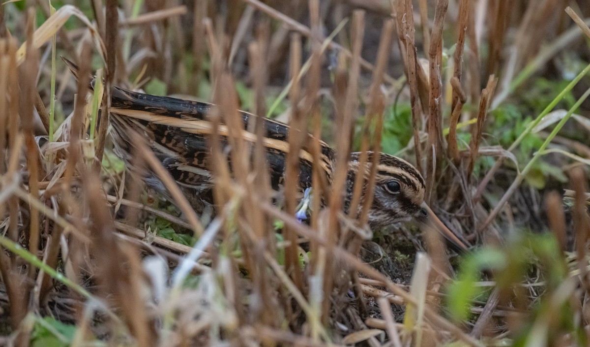 Agachadiza Chica - ML646211613