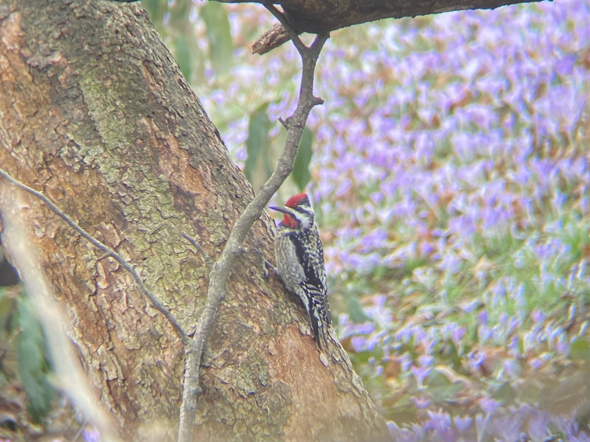 Yellow-bellied Sapsucker - ML646211618