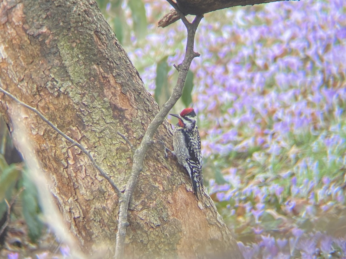 Yellow-bellied Sapsucker - ML646211619