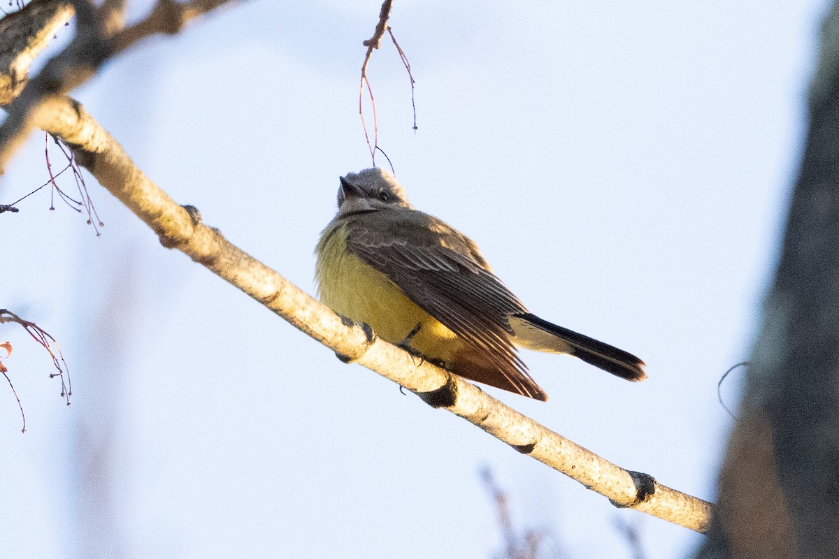 Tirano Occidental - ML646211620