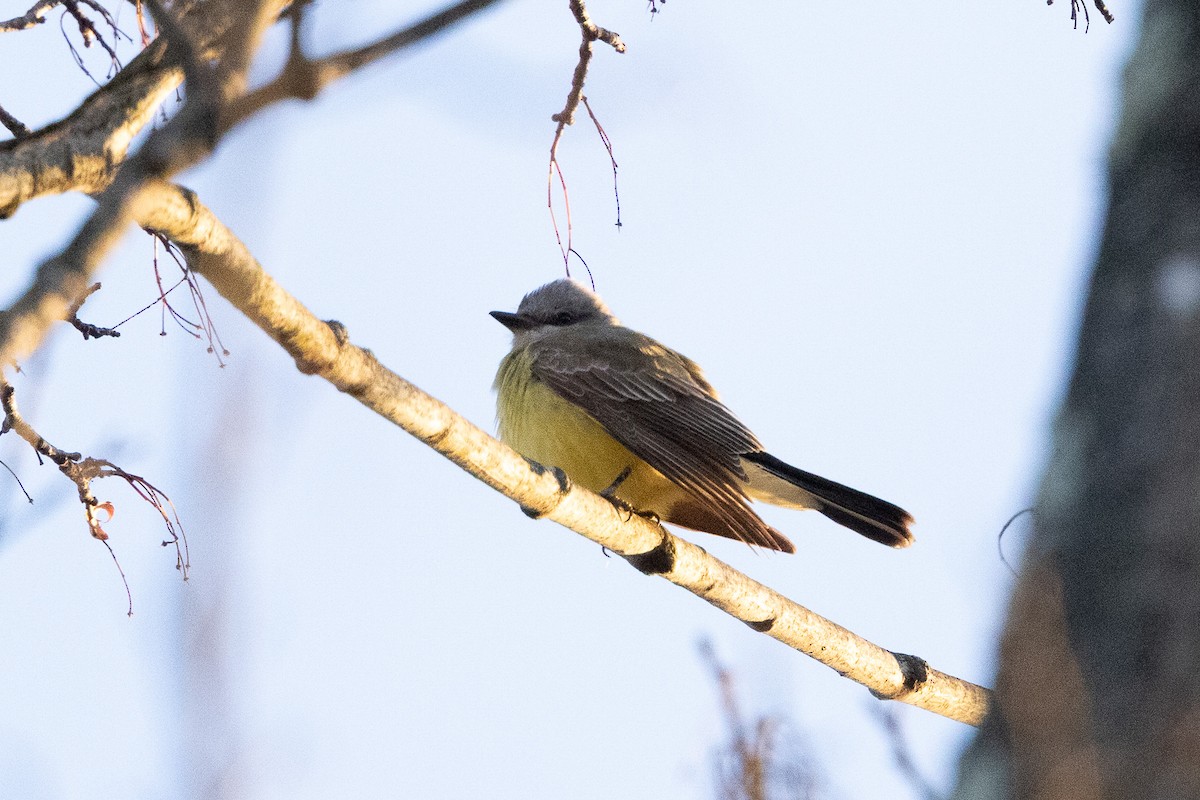 Tirano Occidental - ML646211621