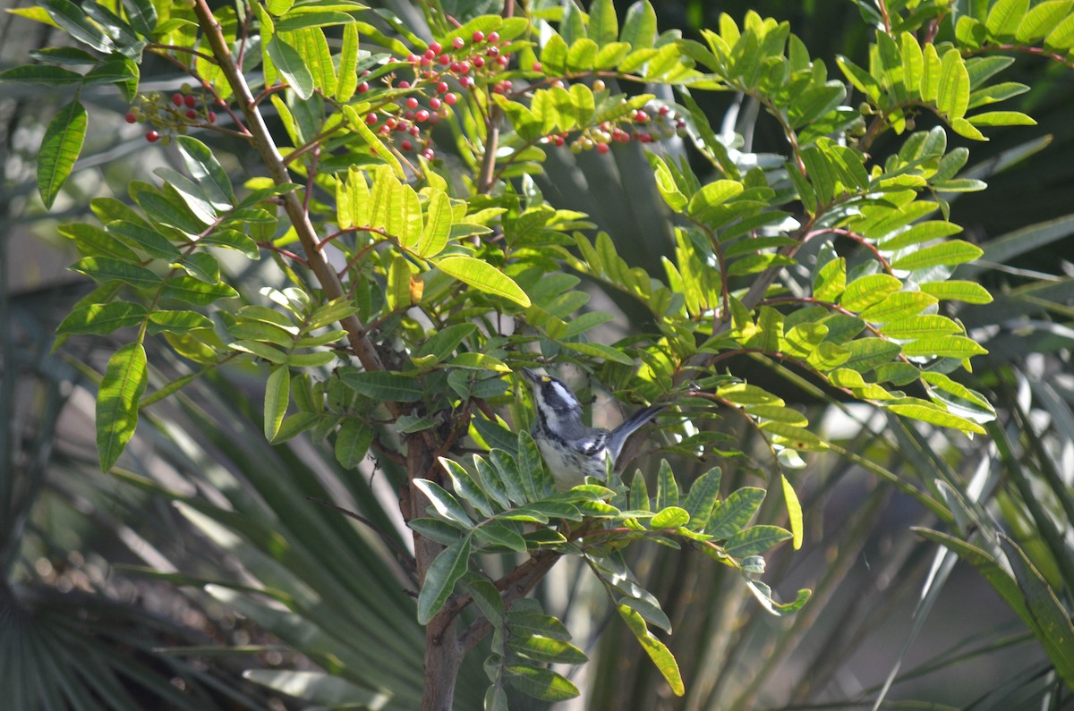 Reinita Gris - ML646211623