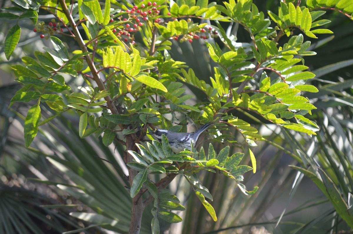 Reinita Gris - ML646211624