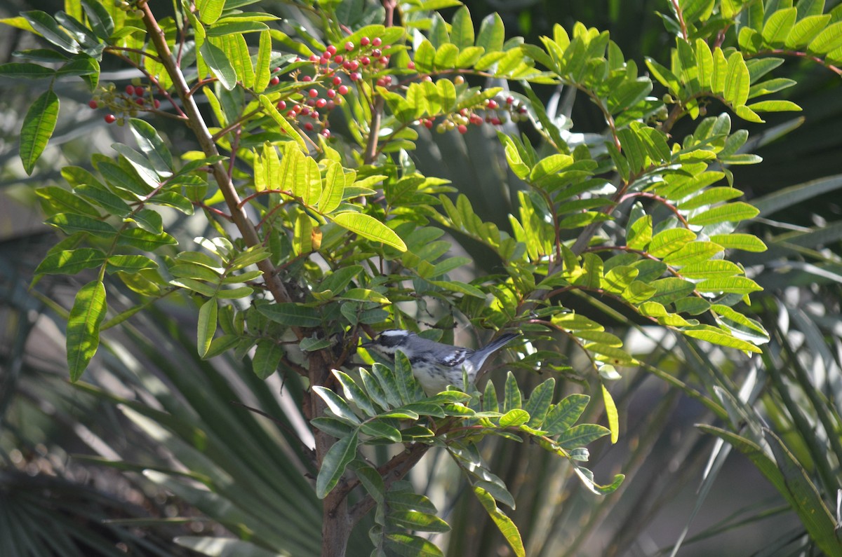 Reinita Gris - ML646211625