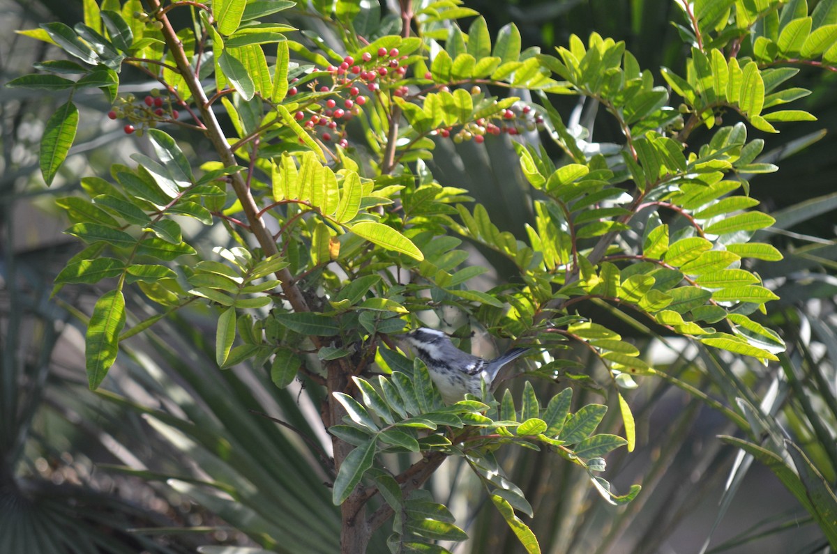 Reinita Gris - ML646211626