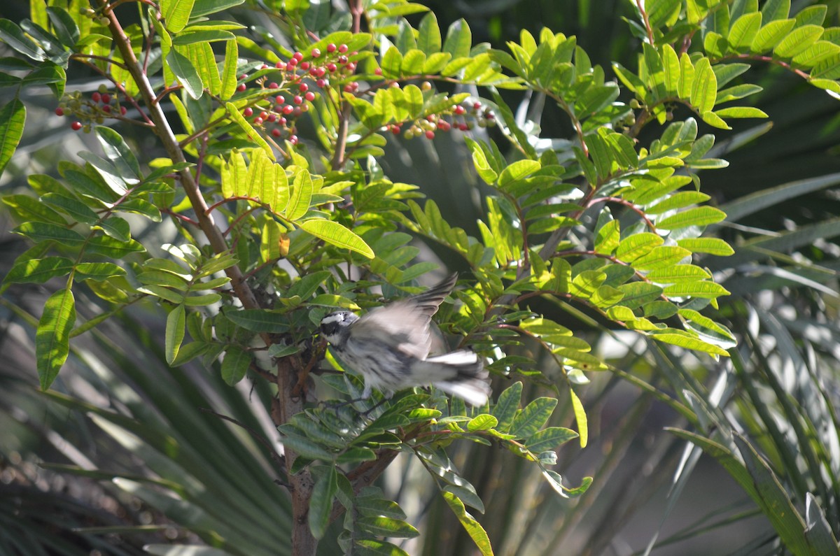 Reinita Gris - ML646211627