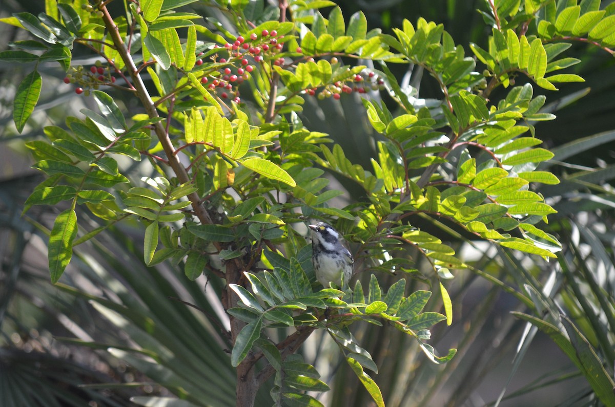 Reinita Gris - ML646211628