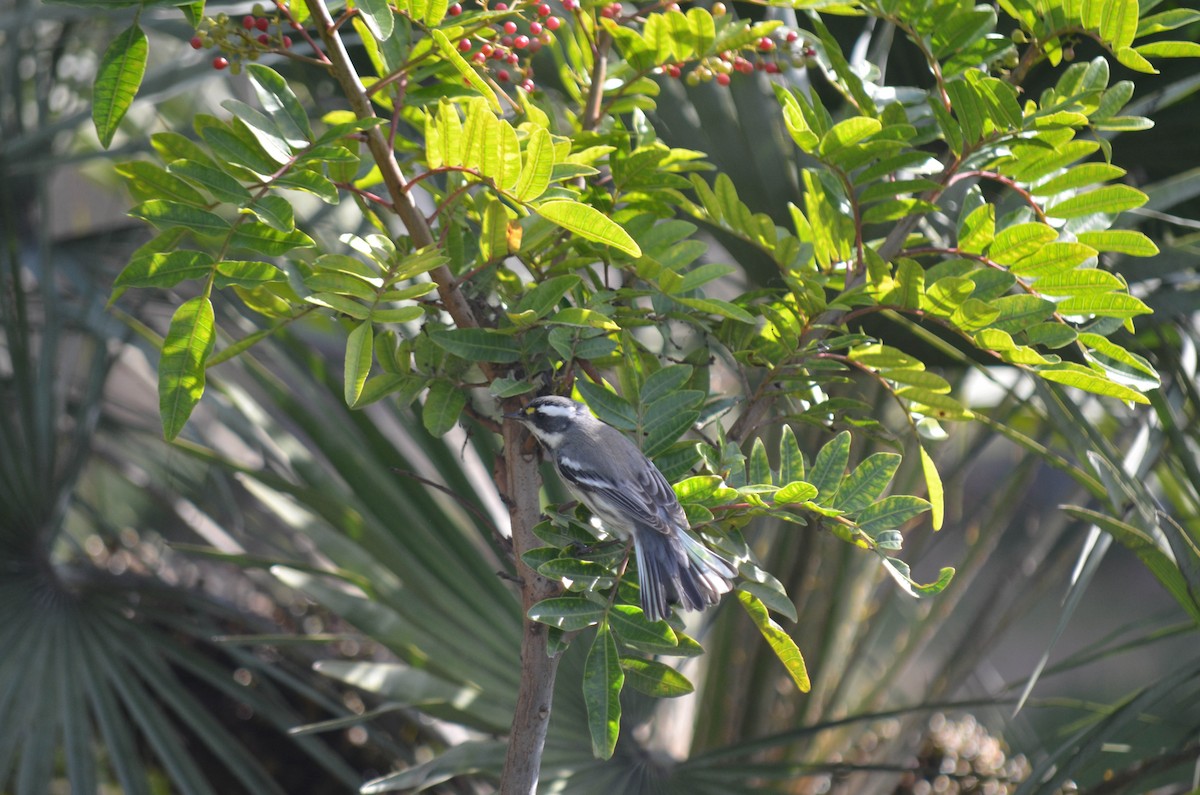 Reinita Gris - ML646211630