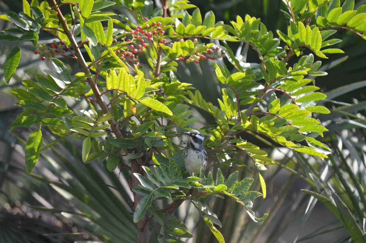 Reinita Gris - ML646211631