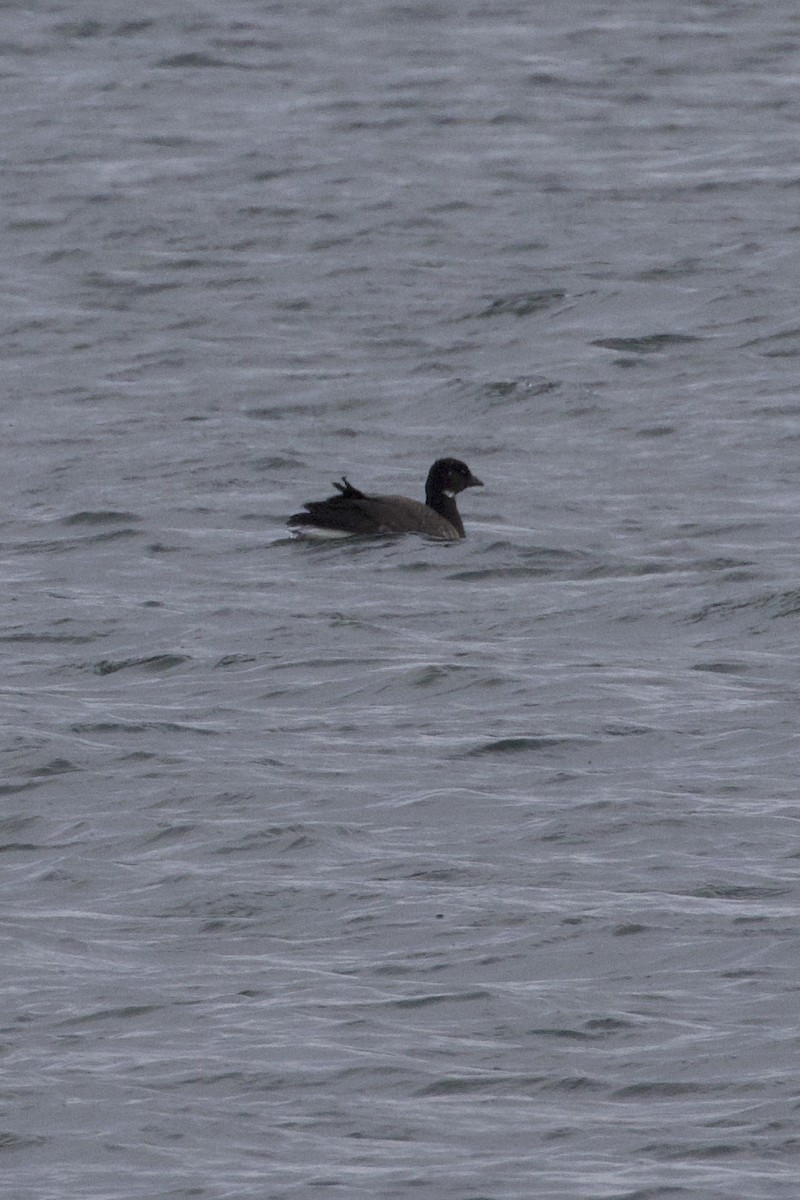 Brant - ML646211632