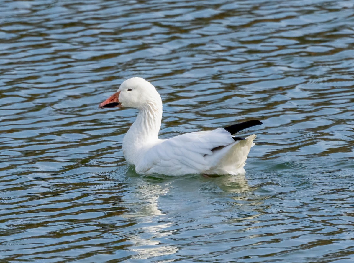 Snow Goose - ML646211633