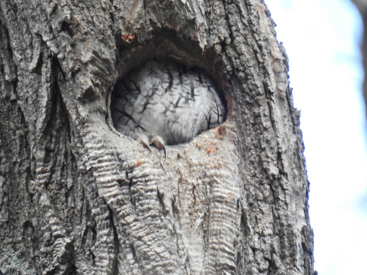 Eastern Screech-Owl - ML646211634