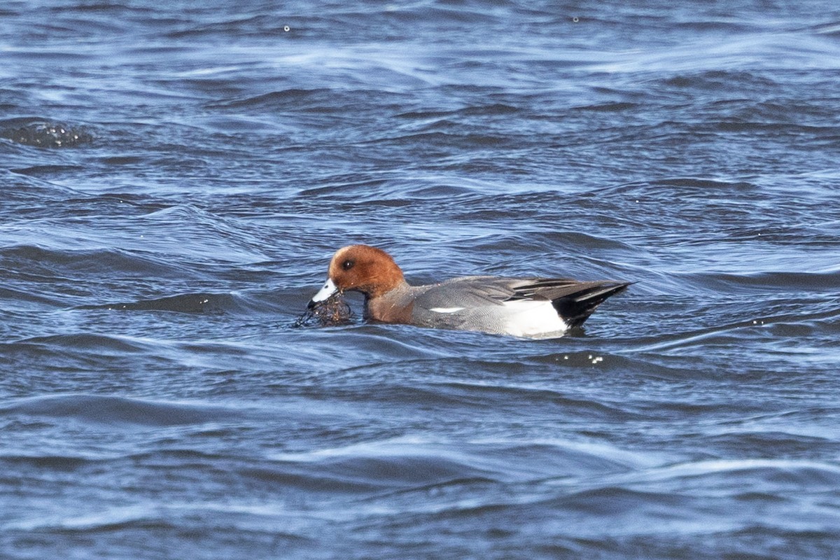 hvízdák eurasijský - ML646211642