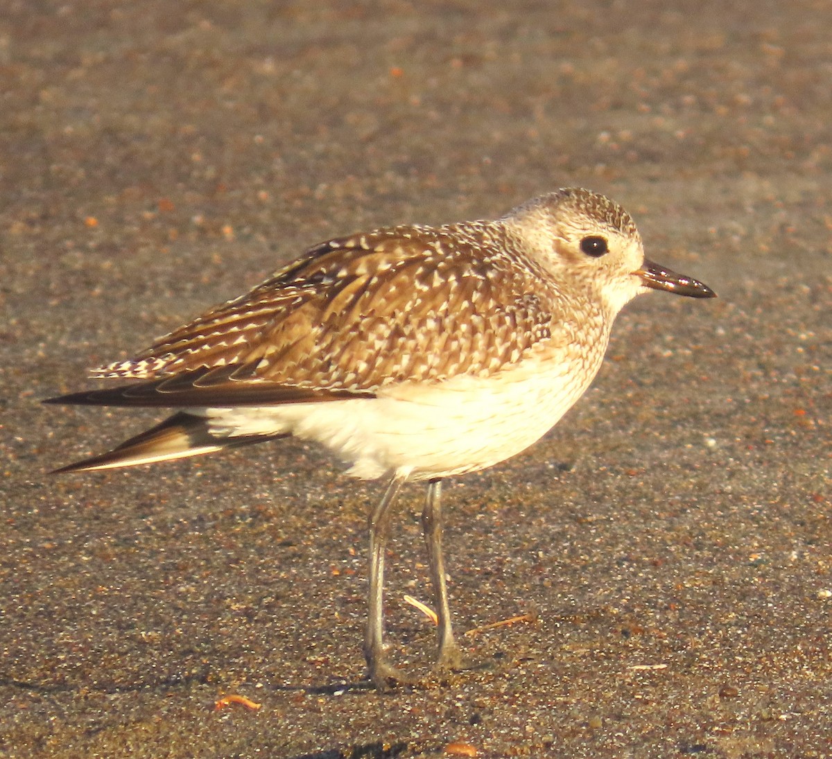 Сивка морська - ML646211644