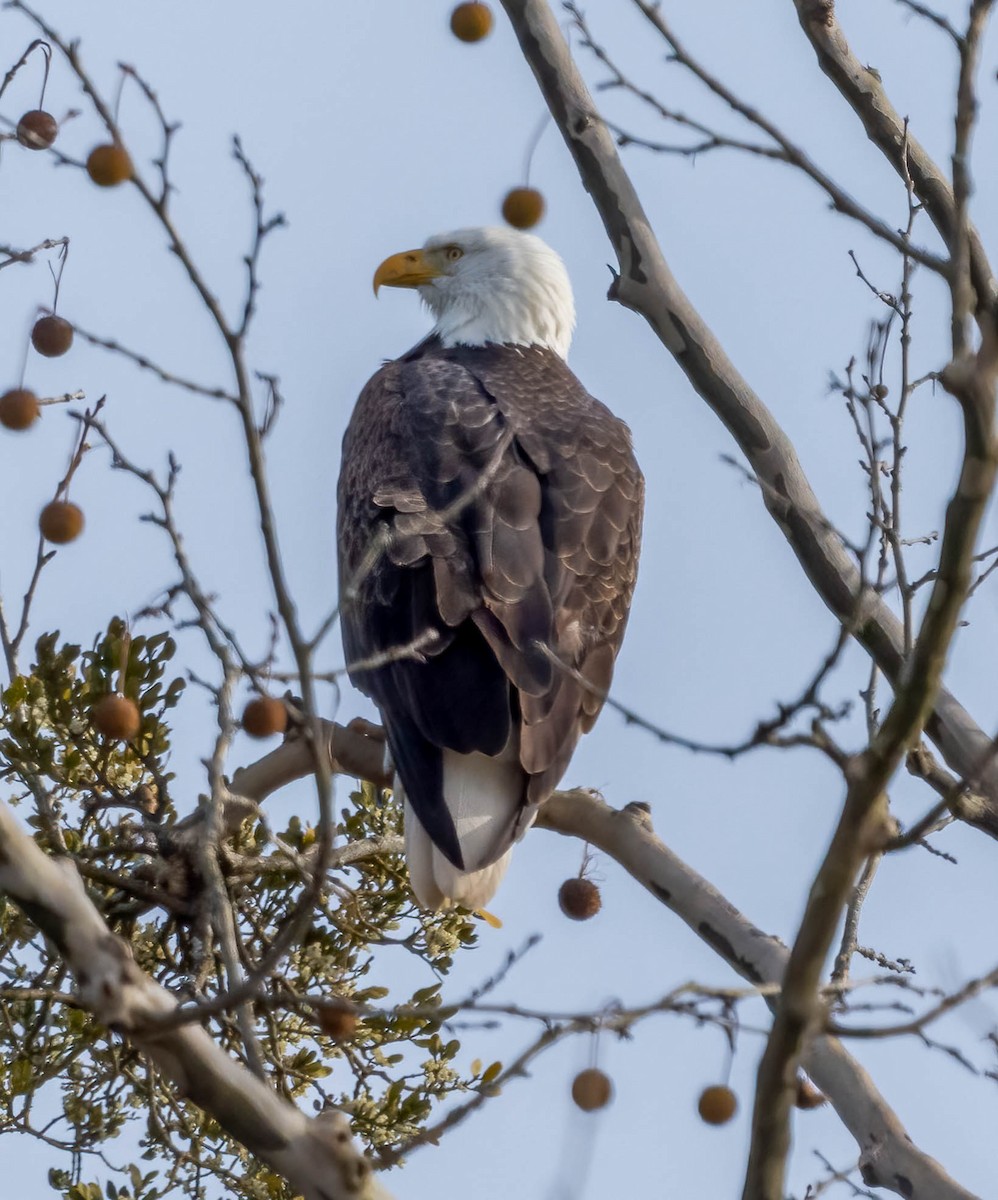 Bald Eagle - ML646211646