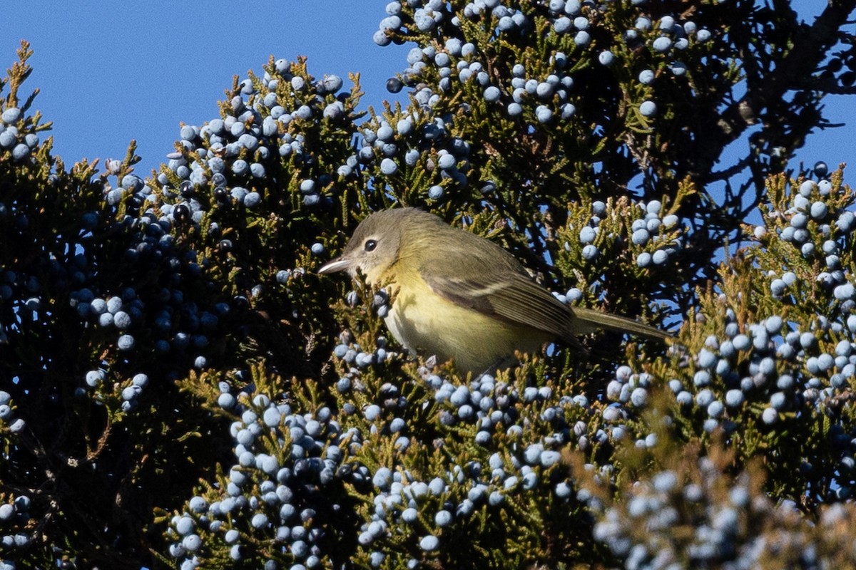 Bell's Vireo - ML646211654