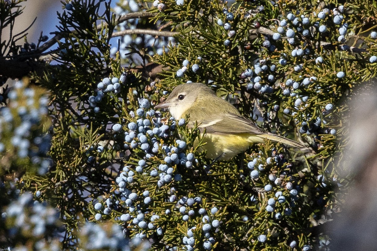 Bell's Vireo - ML646211655