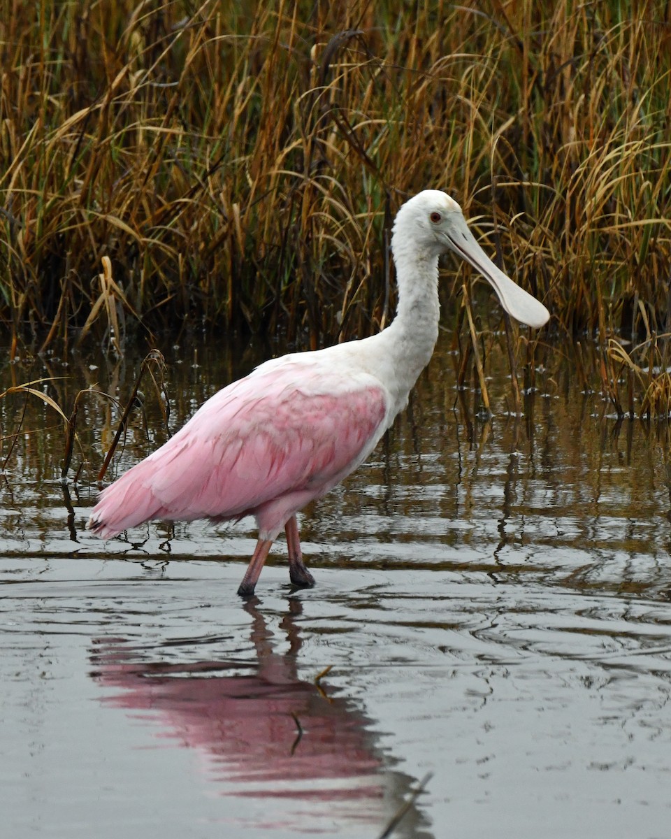 Roseate Spoonbill - ML646211659