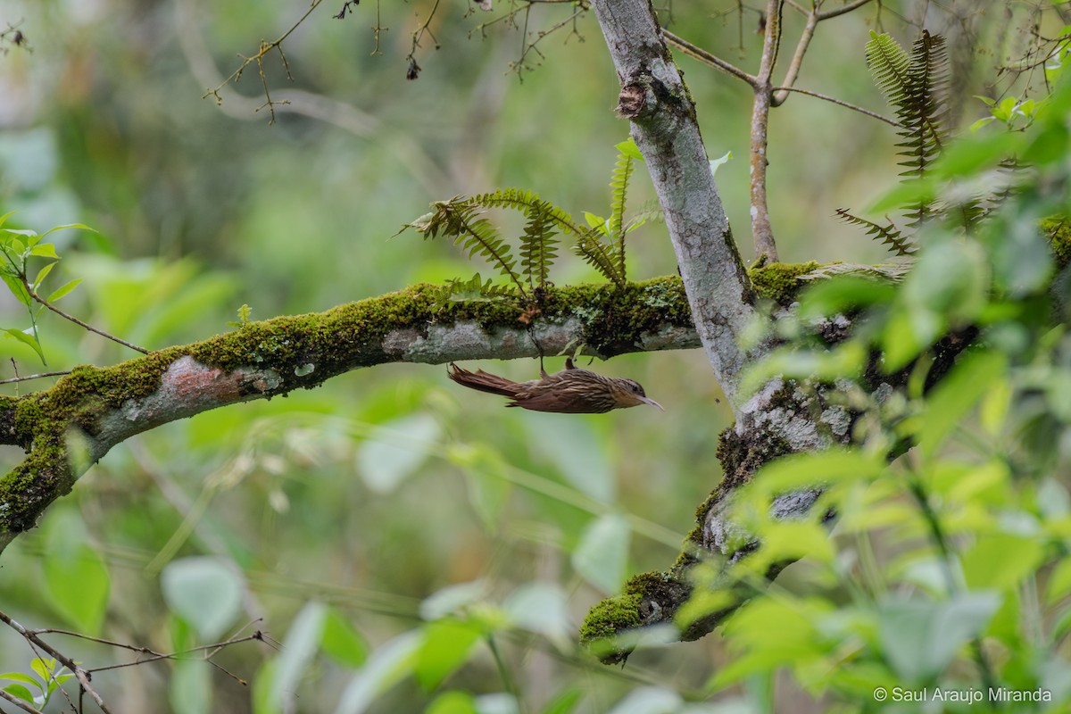 Streak-headed Woodcreeper - ML646211661