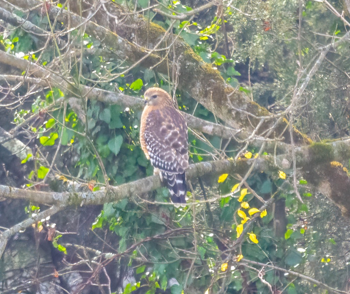 Red-shouldered Hawk - ML646211662