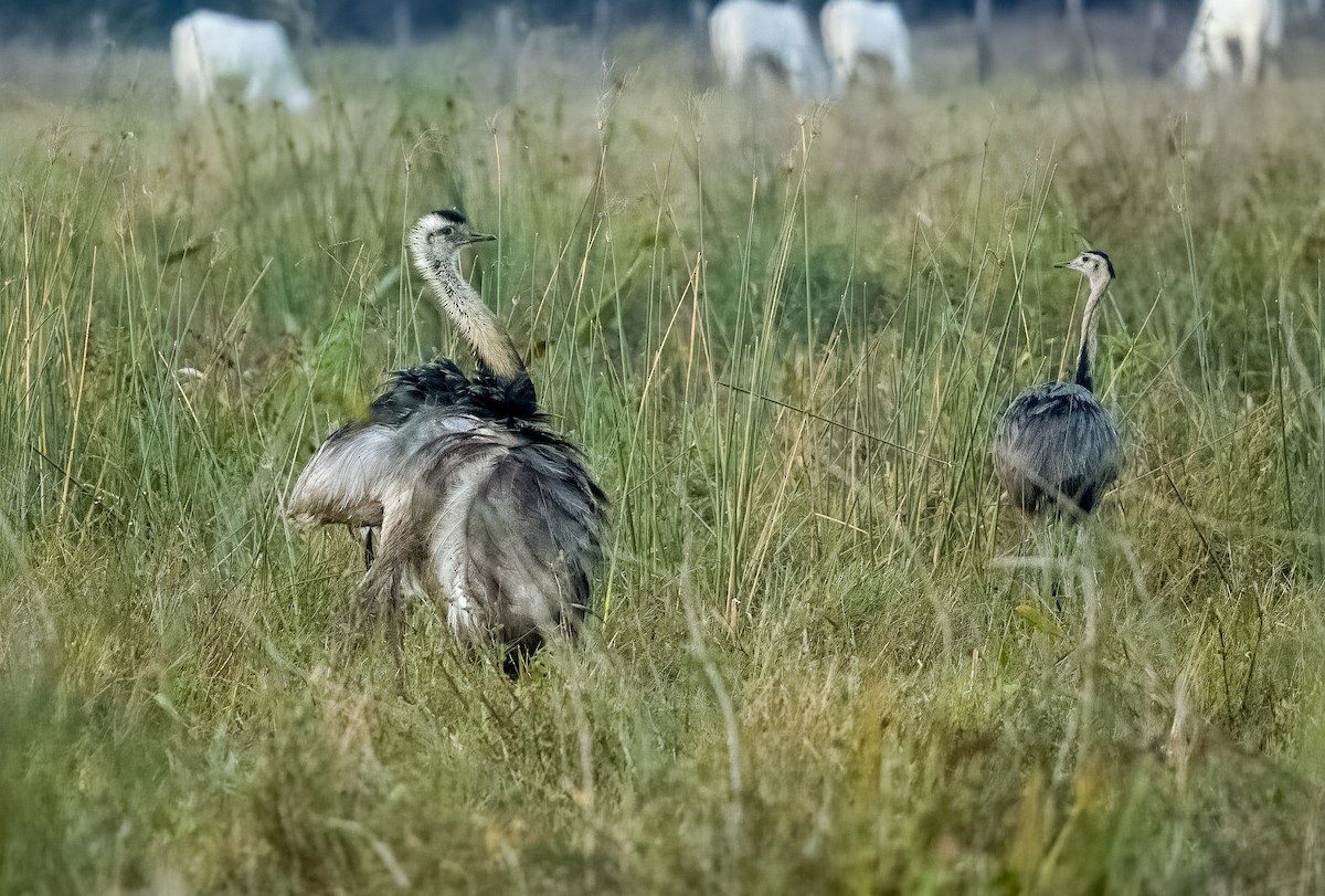 Greater Rhea - ML646211665