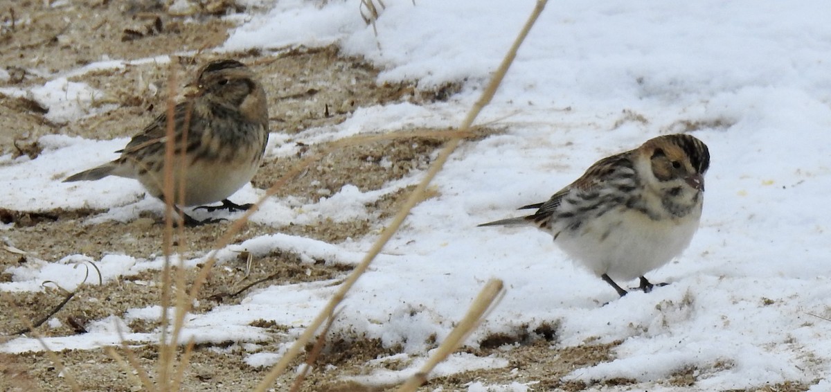 Lapland Longspur - ML646211667