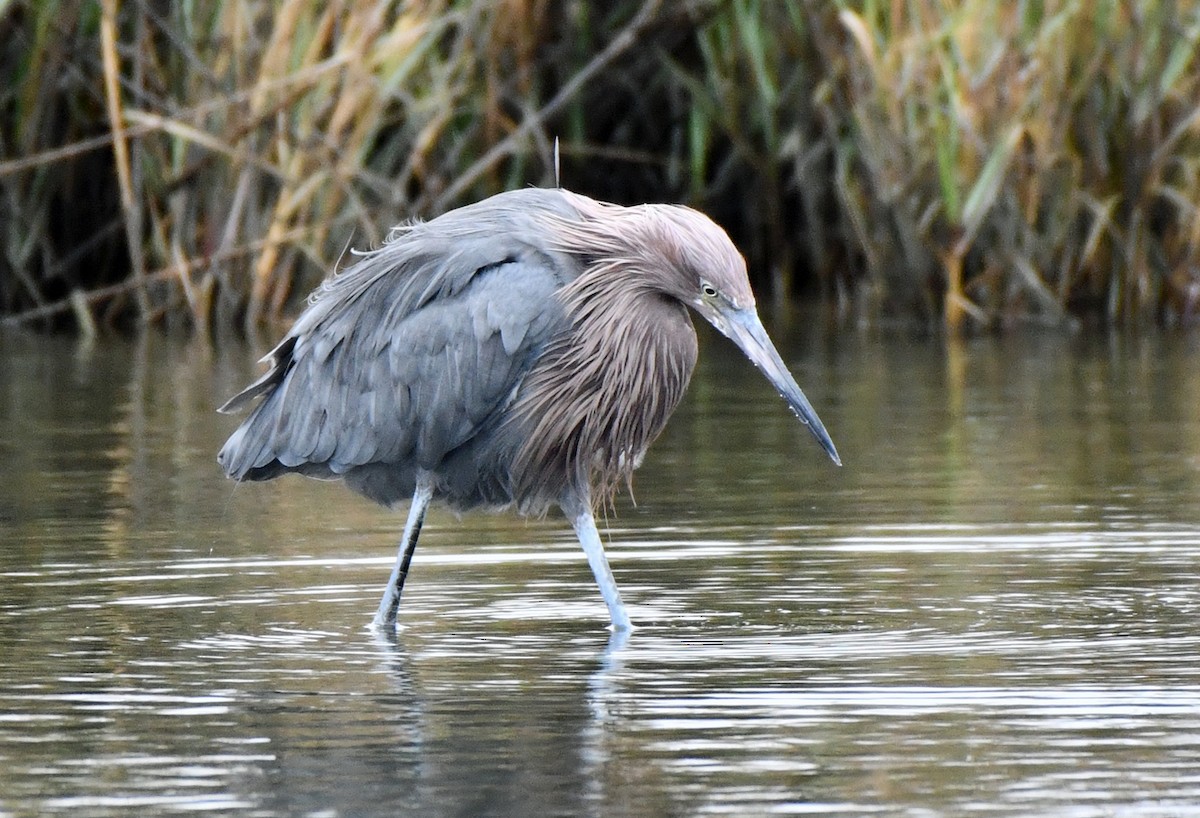Reddish Egret - ML646211668