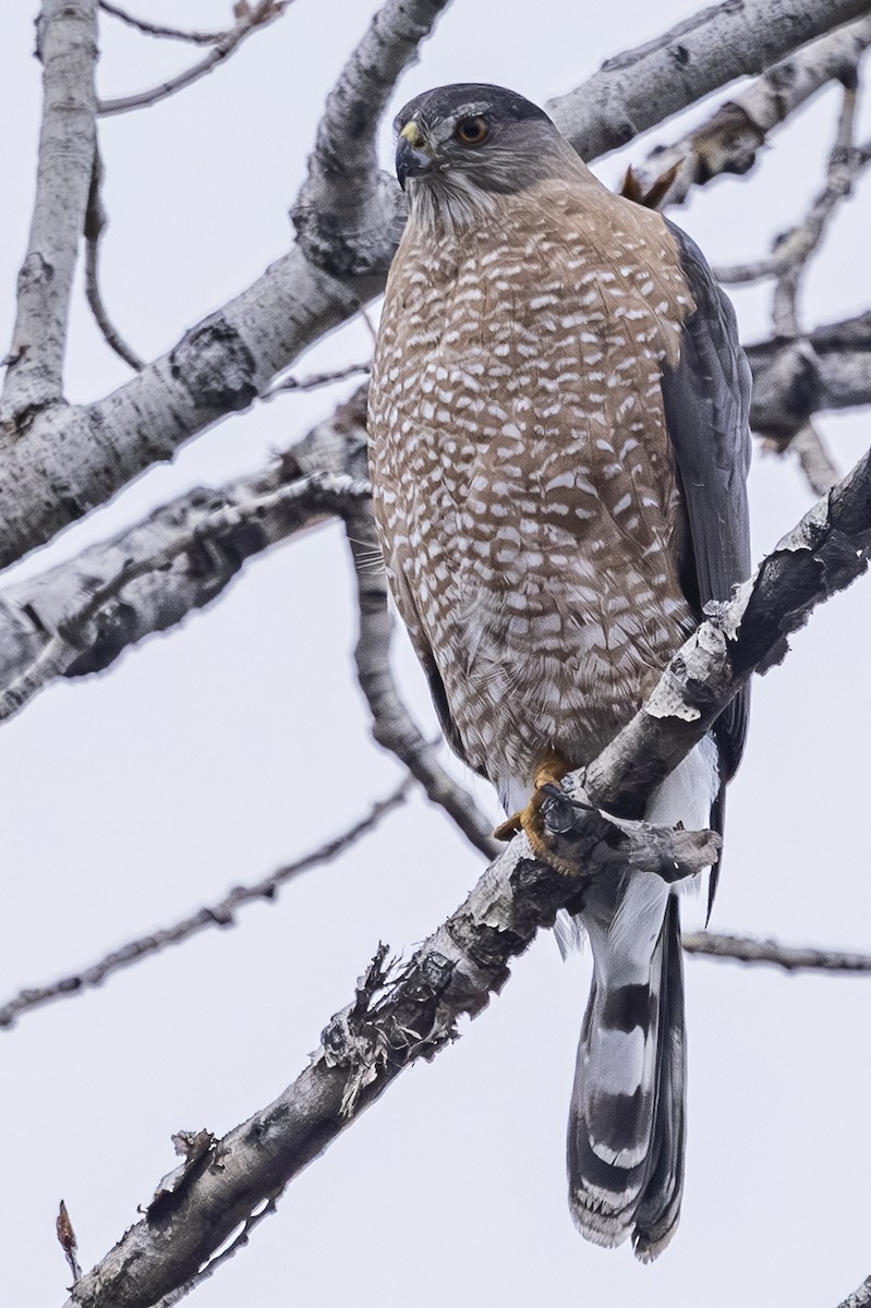 Cooper's Hawk - ML646211672