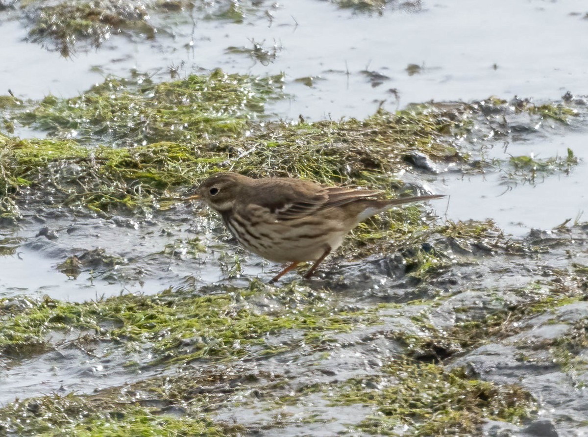 American Pipit - ML646211673