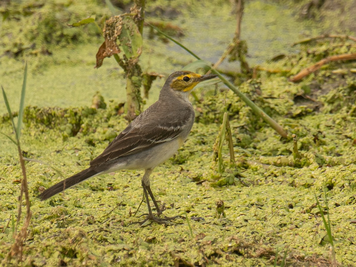 キガシラセキレイ - ML646211678