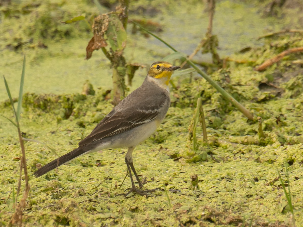 キガシラセキレイ - ML646211679