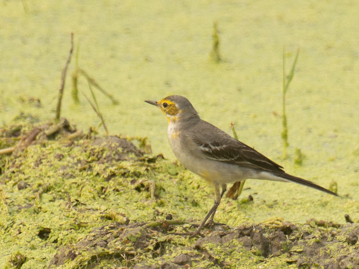 キガシラセキレイ - ML646211680