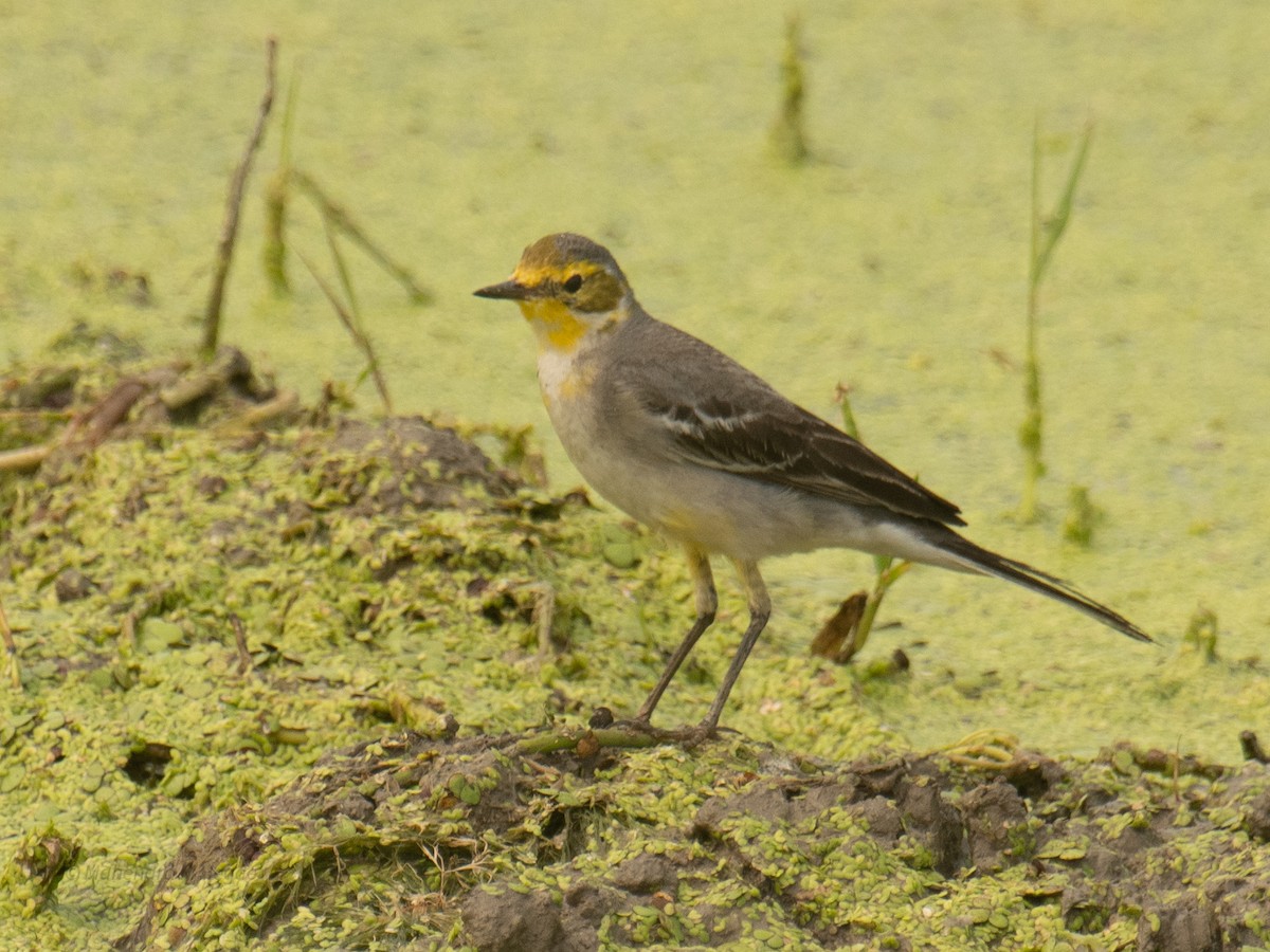 キガシラセキレイ - ML646211681