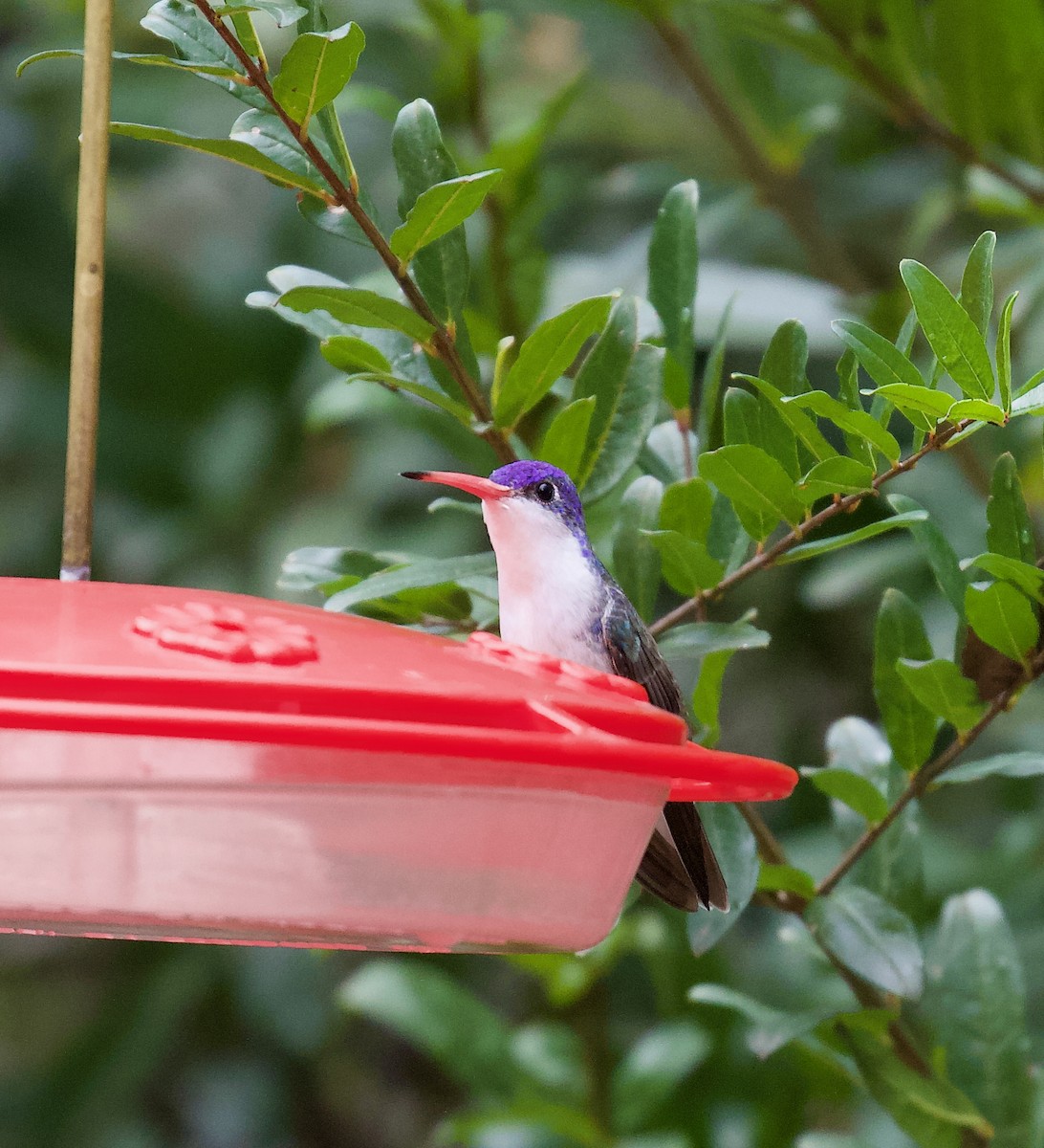 Violet-crowned Hummingbird - ML646211683