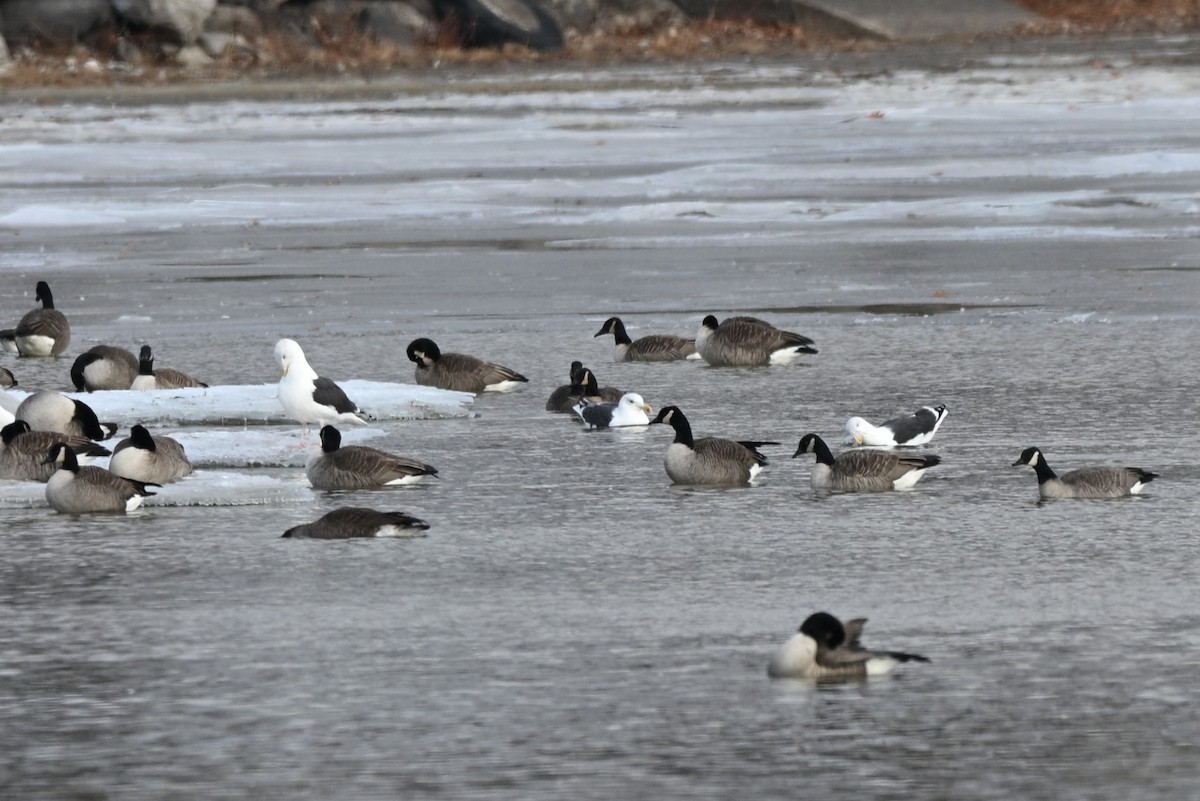 Büyük Kara Sırtlı Martı - ML646211687