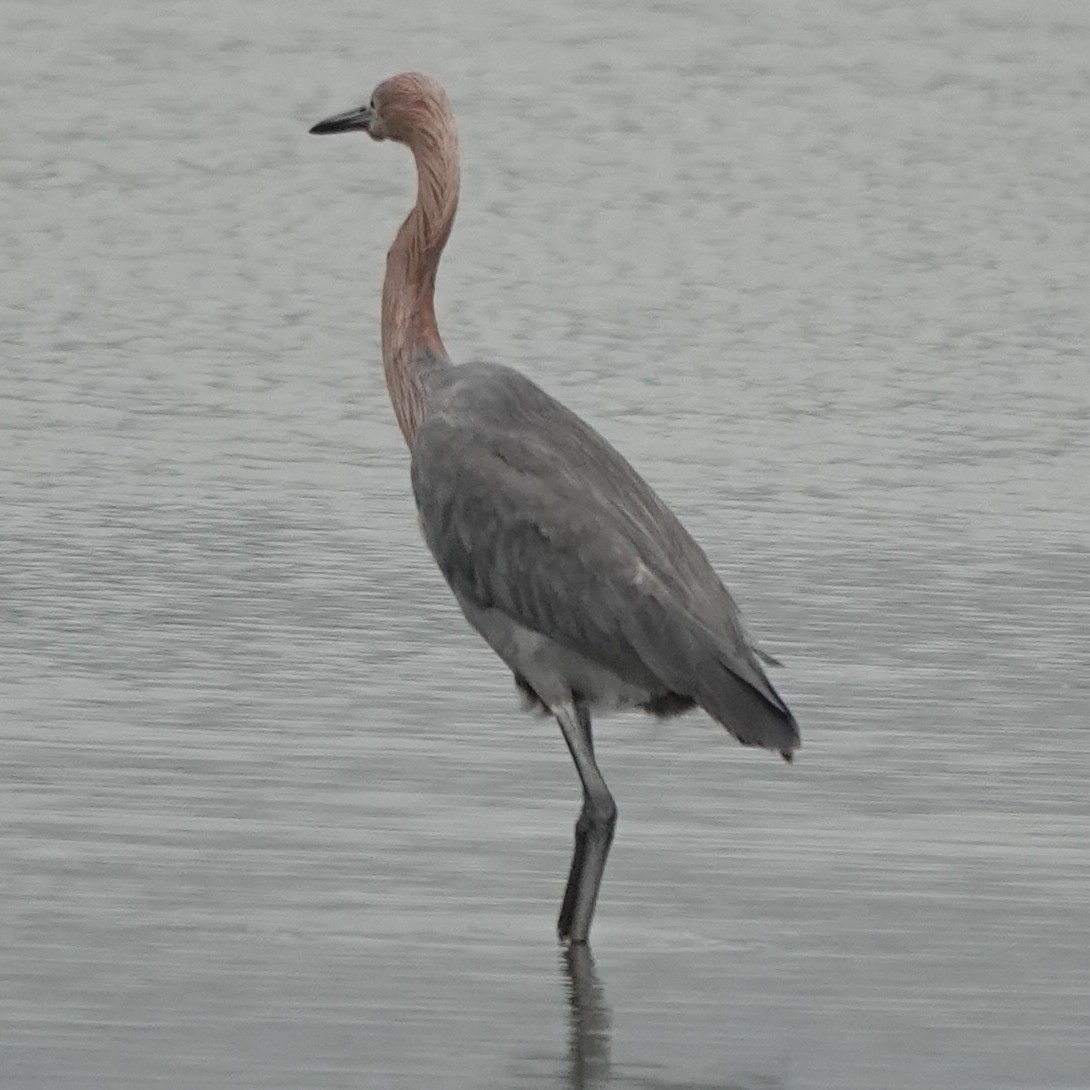 Reddish Egret - ML646211688