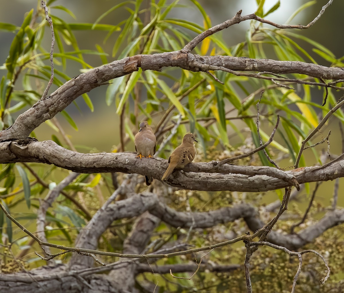 Colombe à longue queue - ML646211691
