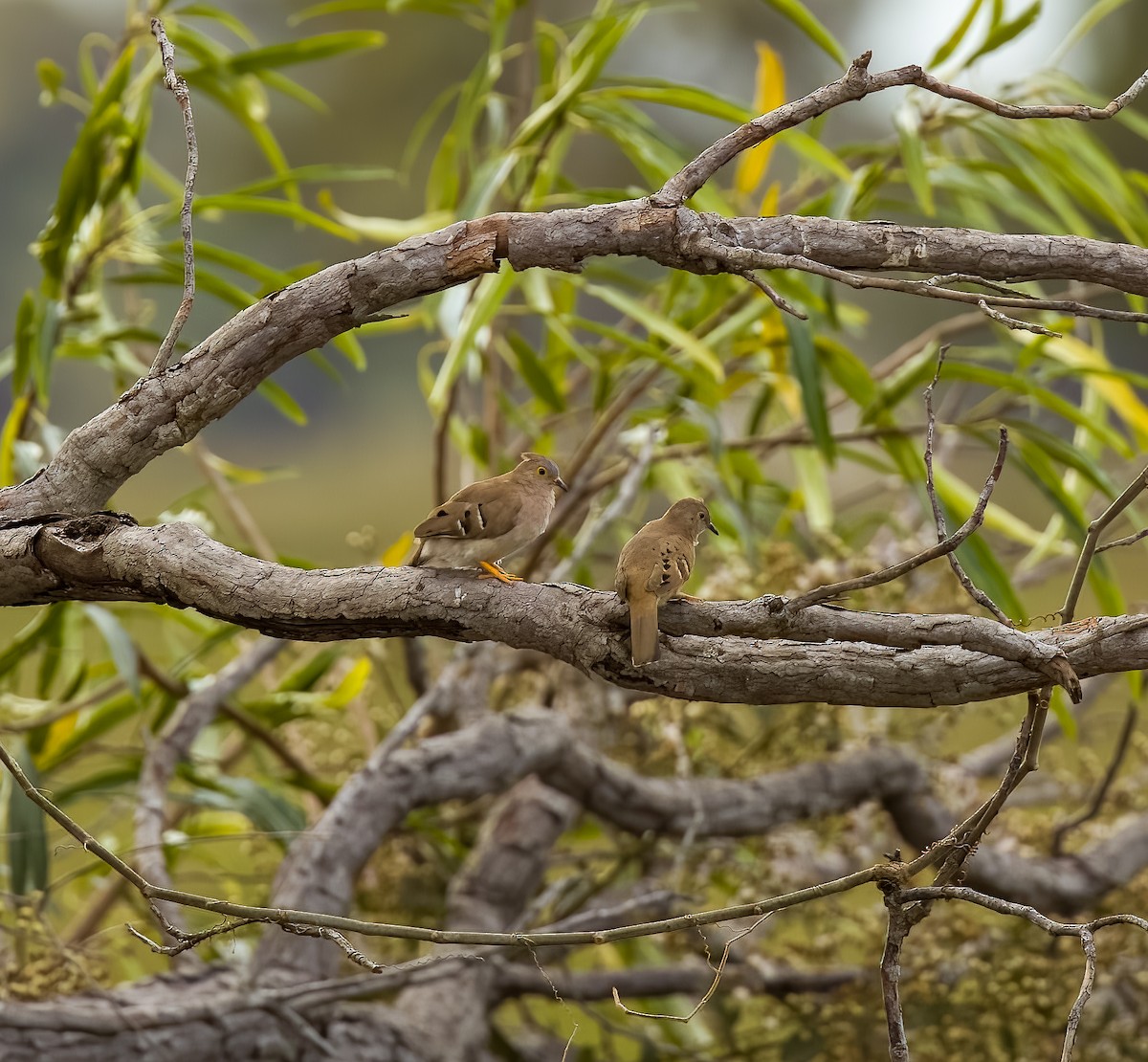 Colombe à longue queue - ML646211692