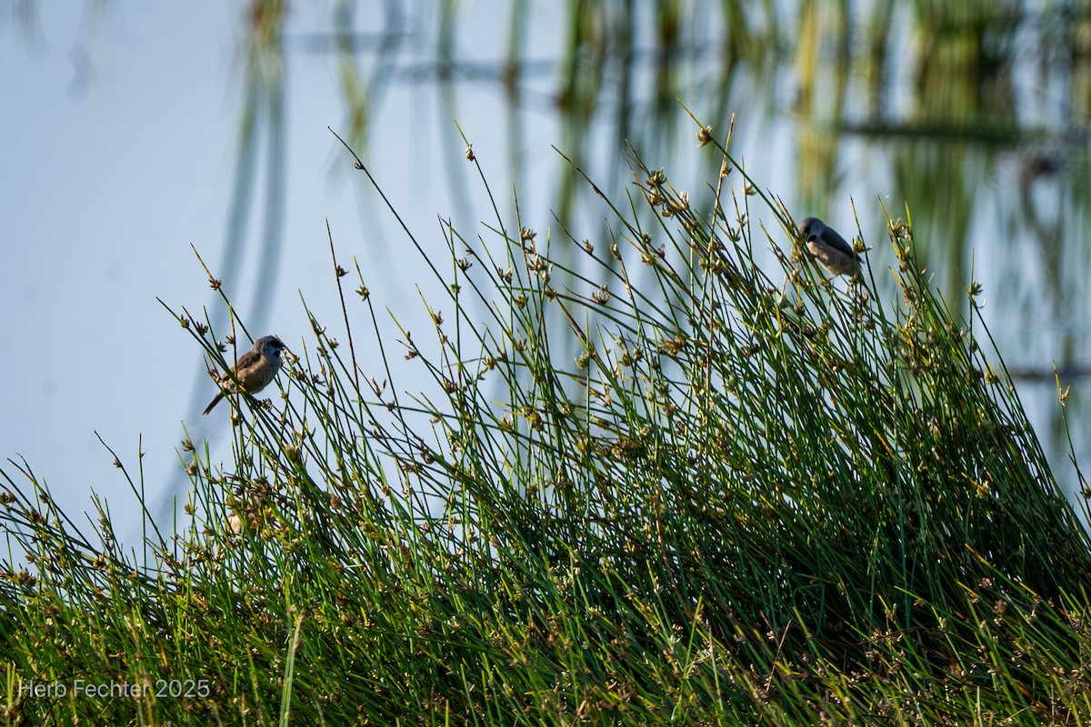 gassermannikin - ML646211694