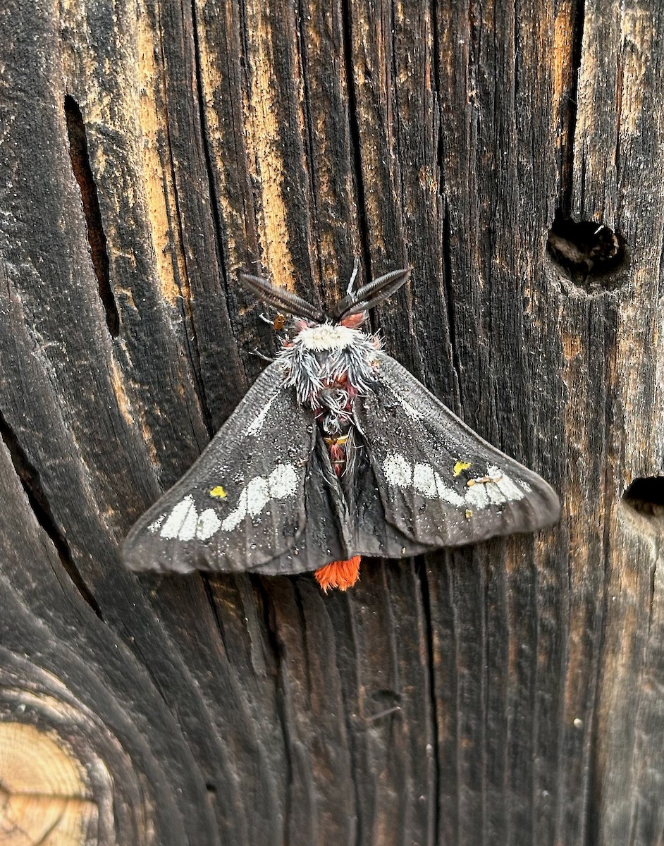 Juno Buckmoth - ML646211697