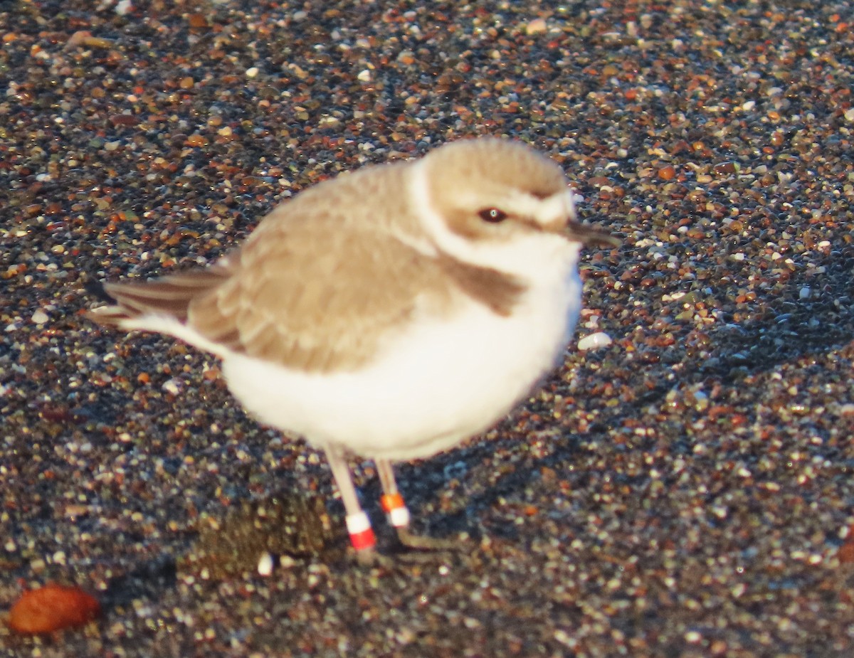 ユキチドリ - ML646211701