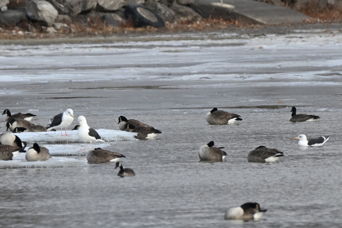 Büyük Kara Sırtlı Martı - ML646211707